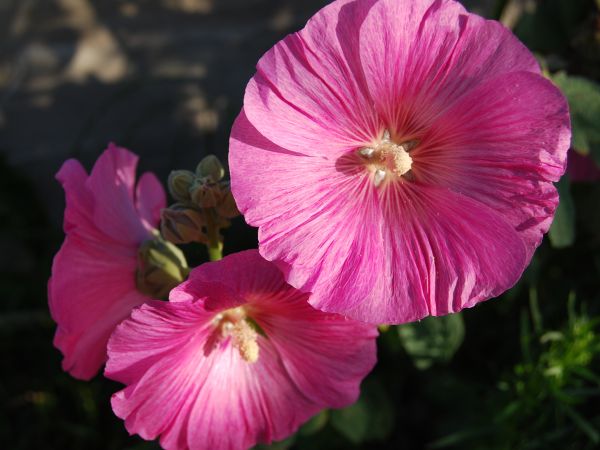 elzbieta maluch miechowicz polskie kwiaty