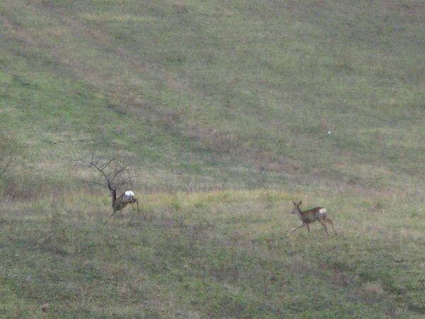 trzciny widać a to znaczy, że teren podmokły a żeby podmokły to musi być "zasilany" przez wody gruntowe lub potoki, a czy ktoś jeszcze wie, że w latach międzywo