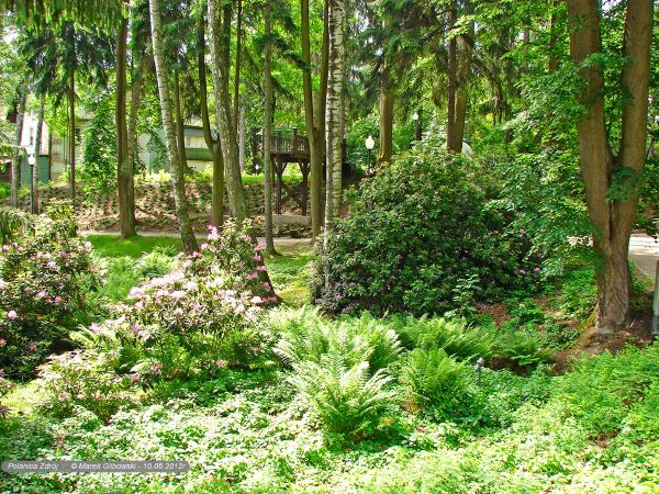 Polanica-Zdrój Park Różanecznikowy