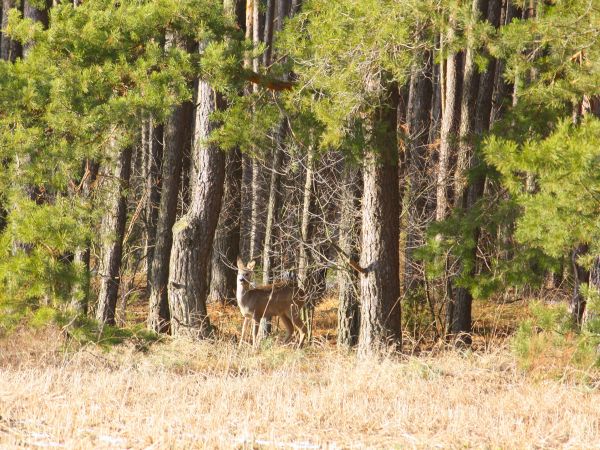 Fauna i flora Tyniewicz.