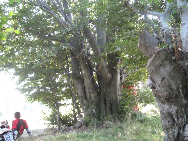 Wieloletni krzak buku