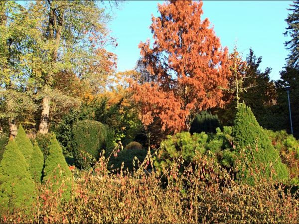 Arboretum w Bolestraszycach - jesienią.