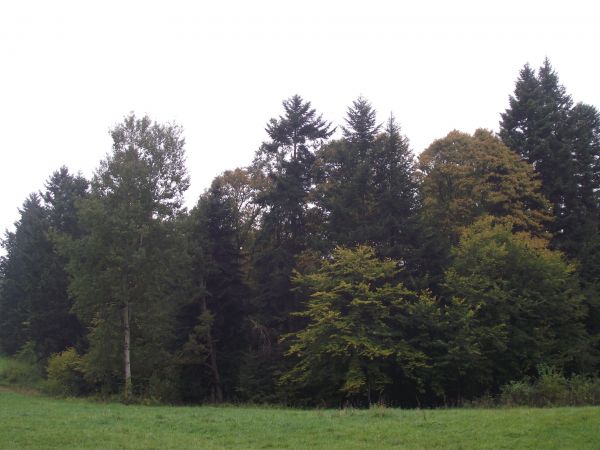 różnorodne pod względem biologicznym nasadzenia sprawiają iż rewir staje się miejscem bytowania licznych przedstawicieli fauny : owadów, ptaków, gadów,  płazów