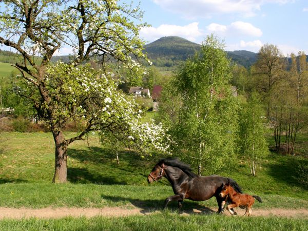zdjecie Stary Gierałtów