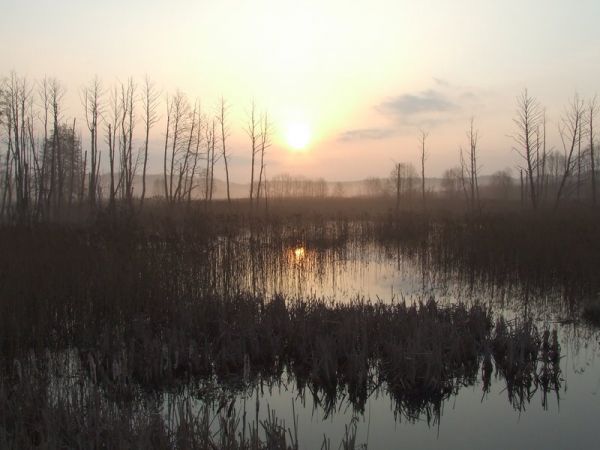 Obszary zalane przez bobry.