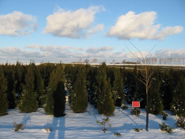 MAZURSKA SZKOLKA ROSLIN OZDOBNYCH W SADUNACH