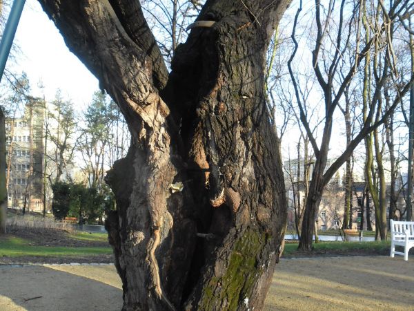 Zabezpieczone starodrzewy.