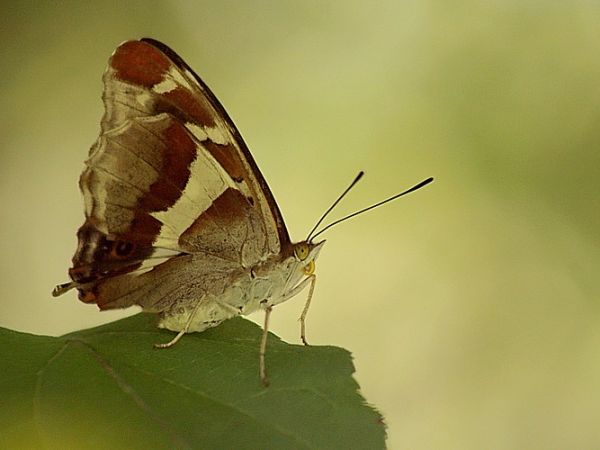 Rusałka kratkowiec - Nowosiółki - Fauna