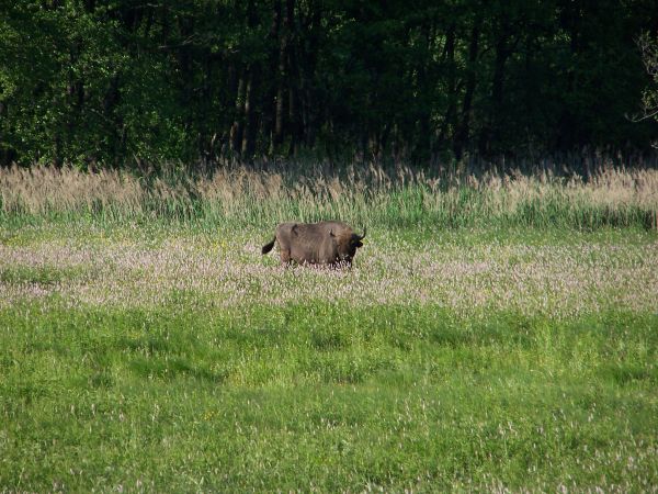 ... i popołudniami...