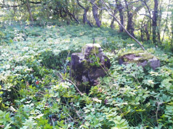 Cmentarz Ewangelicki po 64 latach.