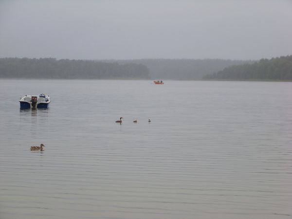 Perkozia rodzina na jeziorze spowitym mgłą.