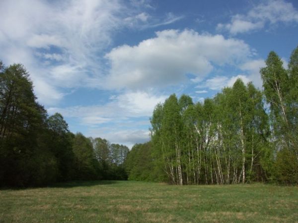 Łąka w Adamowiźnie