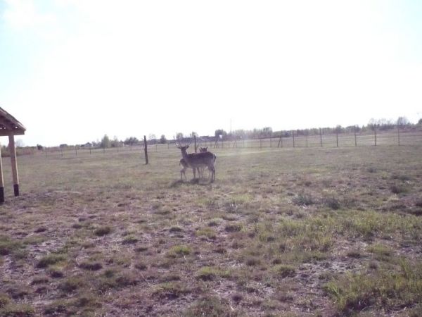 Hodowla danielów na knapach