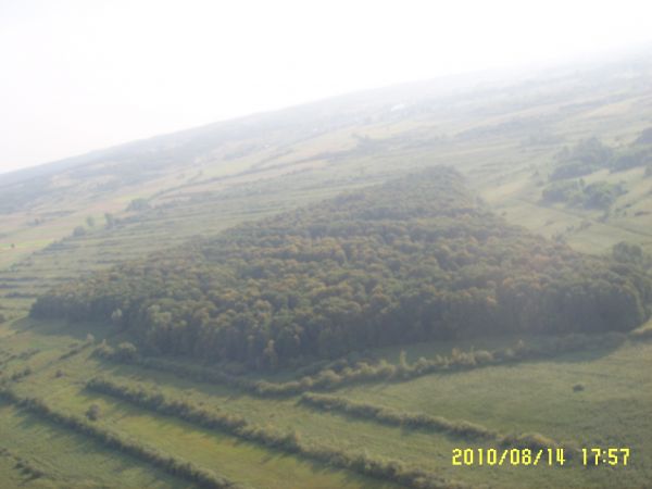 Zrebce lasek na lakach foto. W.P.