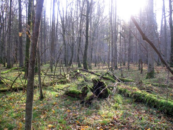 zdjecie Białowieża