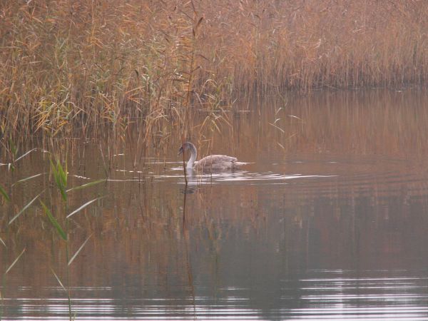 Samotnik na jeziorze Tryszczyń