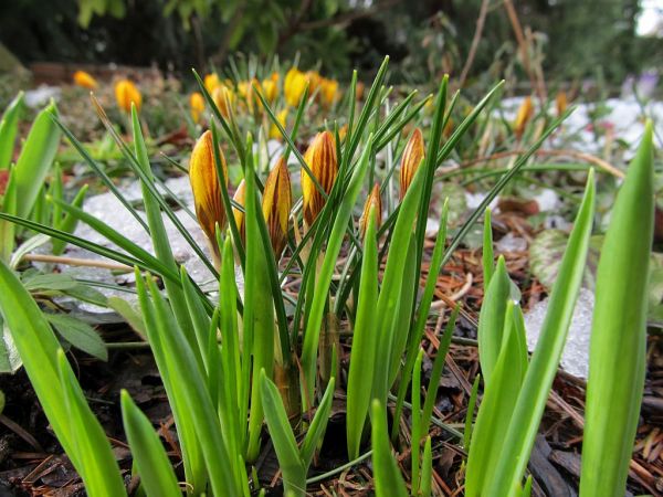 zdjecie Pietrzykowice