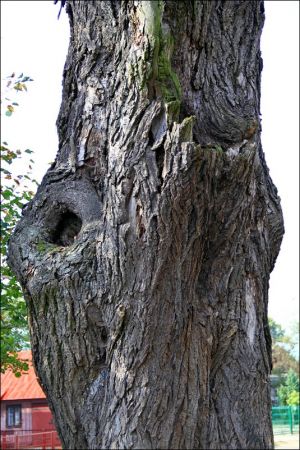 Cerkiew Pokrow Przeświętej Bogarodzicy w Miękiszu Starym. Zbudowana w latach 1803−1811. Wokół cerkwi groby rodziny Younga. Szumiący świadek cerkwiska.