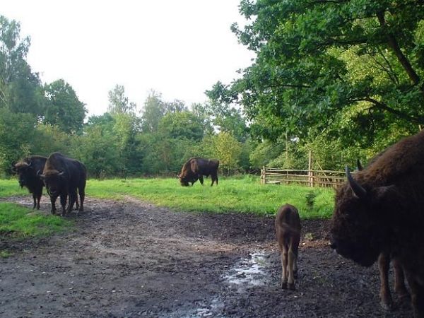 Ostoja żubra w Wolisku(Puszcza Borecka)