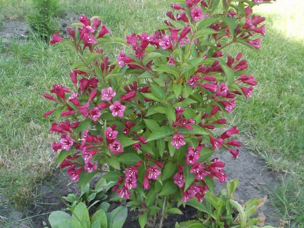 Bródzki pełne kwiatów.