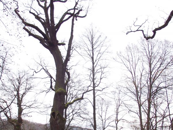 pośród pomnikowych drzew w parku pałacowym, w dole wartki nurt rzeki San. Przy temacie : zapraszam też do parków pałacowych i dworskich w galeriach Wzdów, Jurow