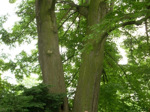 Zamek i park w Krasiczynie