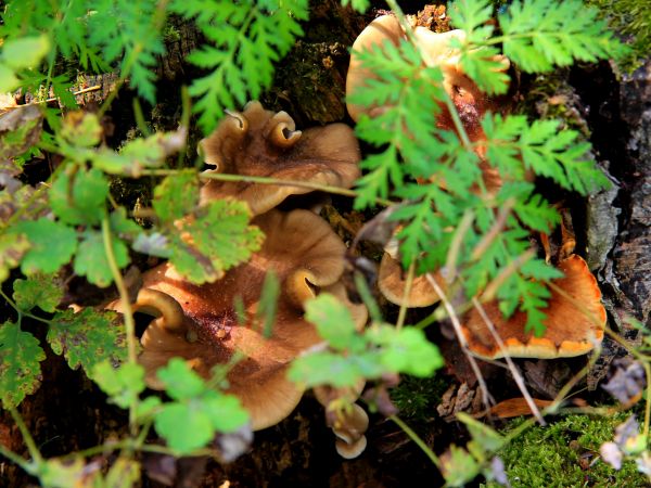 zdjecie Nowoberezowo