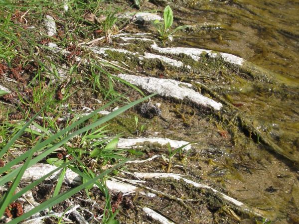 Zdjęcia makro nad brzegiem kanału rzeki Wdy przy plaży gminnej