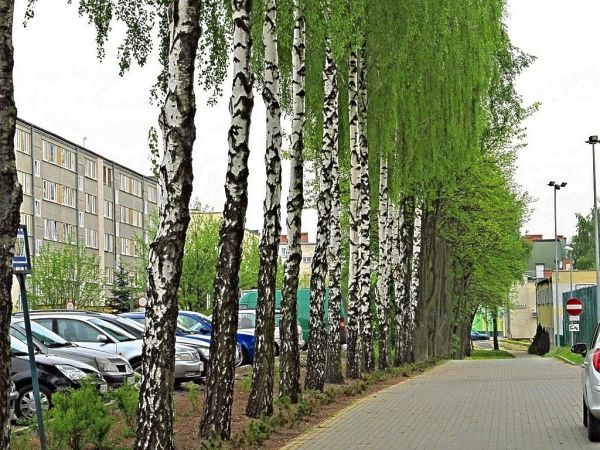Szpaler brzóz między OZ a ZSP przy Kościerskiej