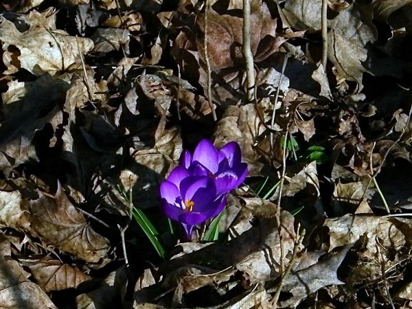 krokus w dawnym pałacowym parku