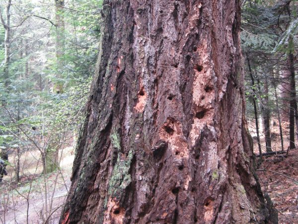 przy ścieżce przyrodniczo-dydaktycznej  - "kuźnie" w korze sosny czarnej,  dzięciołów tam wiele ale dojrzeć kowalika - to rarytas ! on to głową w dół stuka, dzi
