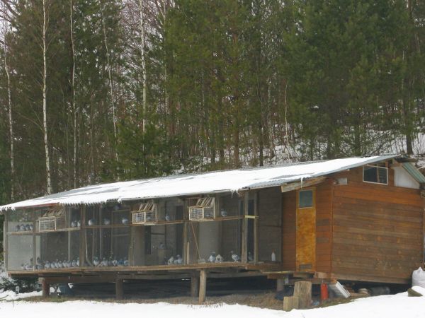 przy drodze: wiejskie obejścia a gospodarz tego pewnie gołębi pasjonat i hodowca tych szlachetnych, mądrych i uroczych ptaków. Ornitolog o gołębim sercu - tylko