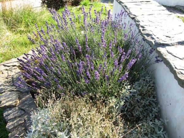 zdjecie Pietrzykowice