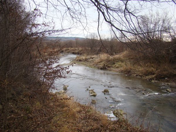 fragmenty nadrzecznego łęgu - urokliwie przepływającego tędy Sanoczka.
