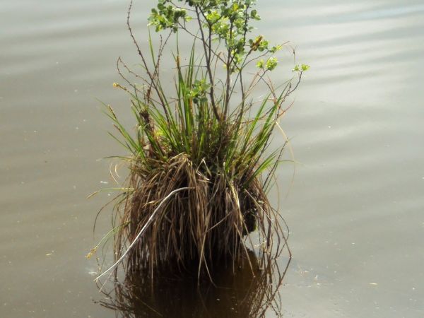 Najmniejsza wyspa na stawach w Zatylu.