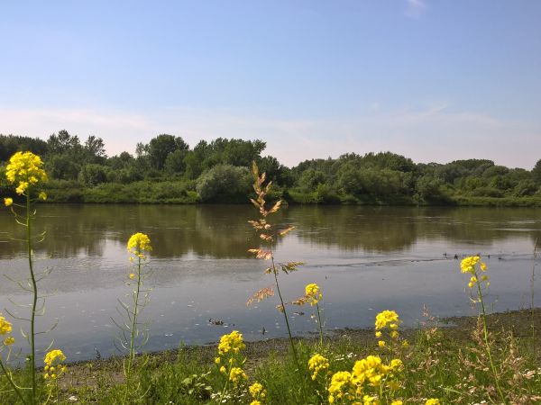 Wisła w Pawłowie w dzielnicy Raj . To rzeczywisty raj dla wędkarzy :-) .