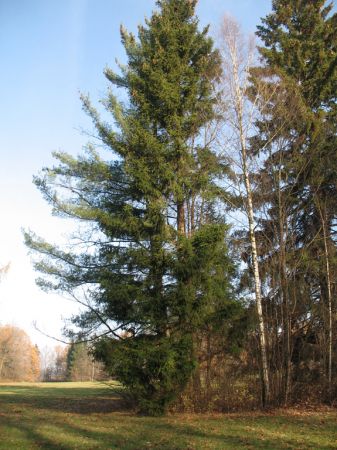 zdjecie Białowieża