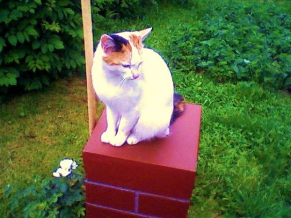 Mój kotek na podium