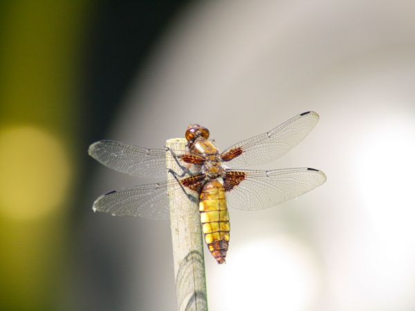 zdjecie Tyniewicze Duże