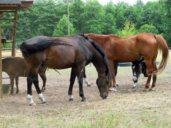Kaszuby Borsk łąka konie