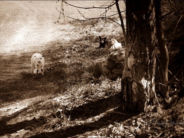 Dziadek pasący owieczki - ta mała wykarmiona smoczkiem jest jak wierny psiak, podobnie jak ten 15 letni  pies o imieniu Cygan - odpoczywają w cieniu ...