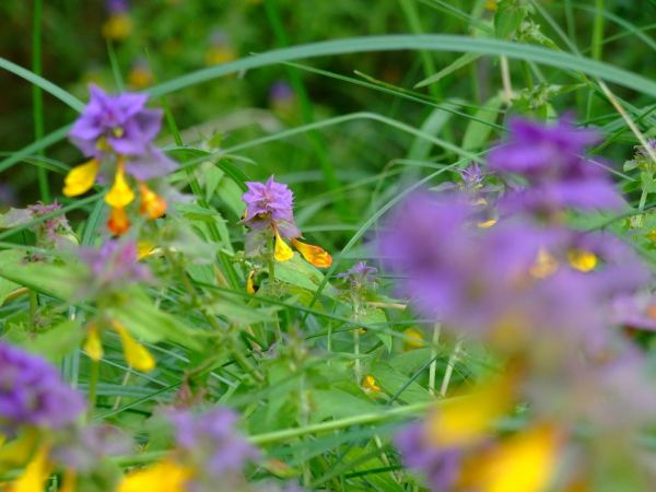 zdjecie Biała Podlaska