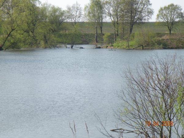 Stare i nowe koryto Wisły u podnóża zapory Goczałkowickiej