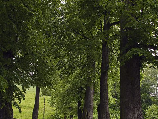 Muszyna.
Aleja lipowa. Pomnik przyrody.