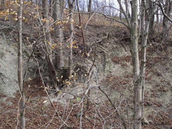 odsłonięcie utworów fliszowych - idąc od dworu do krzyżówki : po prawej.