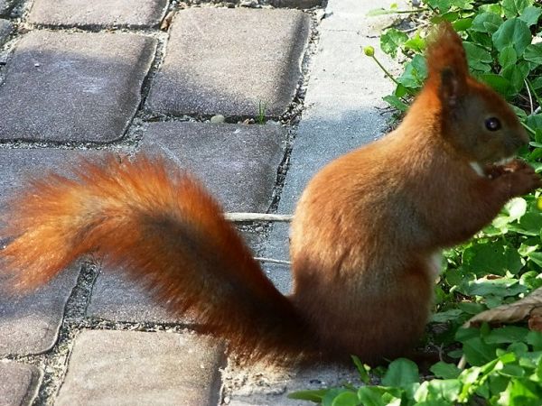 Busko-Zdrój, wiewiórki w parku uzdrowiskowym.