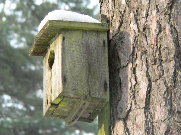 Pan Gajowy dba o nasze ptaszki zakładając na drzewach domki  :) .