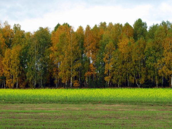 Pola oraz lasek z brzózek przy ulicy Wiśniowej