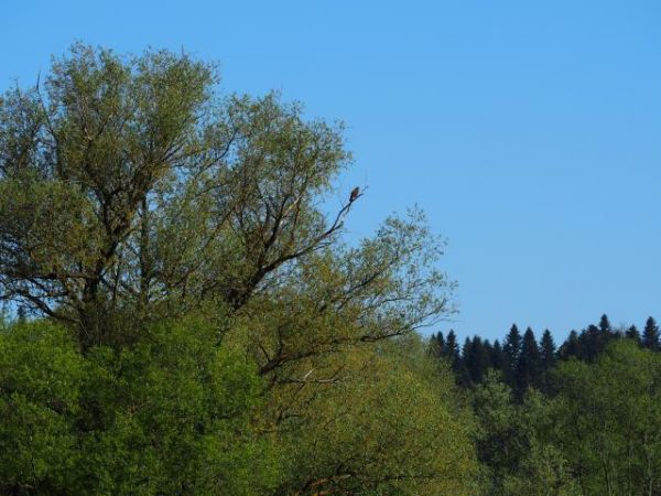 Dolina Sanu z przyległymi obszarami Pogórza Dynowskiego i Przemyskiego to także kraina ptaków - n/z pewnie myszołów, może kania czy też bielik ?