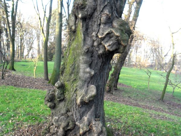 Jeszcze jedno z zabezpieczonych starych drzew.